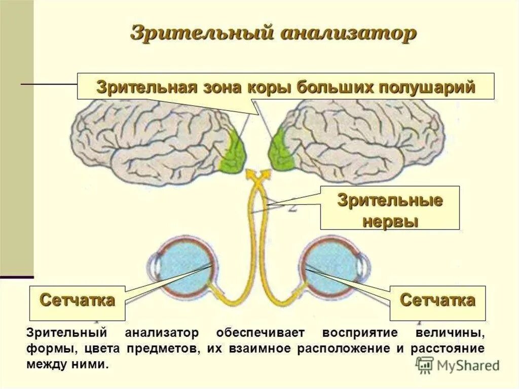 Зрительная зона коры больших полушарий проводниковый. Анализаторы зрительный анализатор строение. Структура и строение зрительного анализатора. Строение зрительного анализатора рецепторы человека. Зрительный анализатор строение и функции.