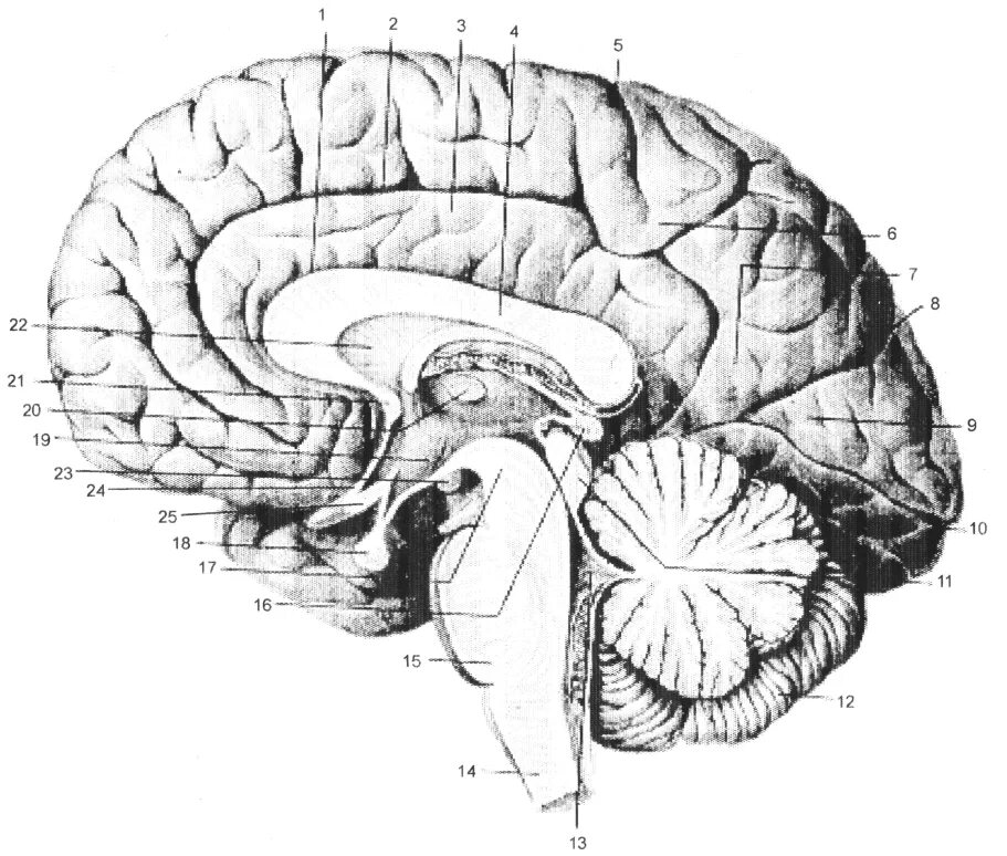 Brain first. Сагиттальный разрез мозга анатомия. Сагиттальный срез головного мозга анатомия. Сагиттальный срез мозга схема. Строение головного мозга Сагиттальный разрез.