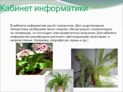 Папоротникам необходима
