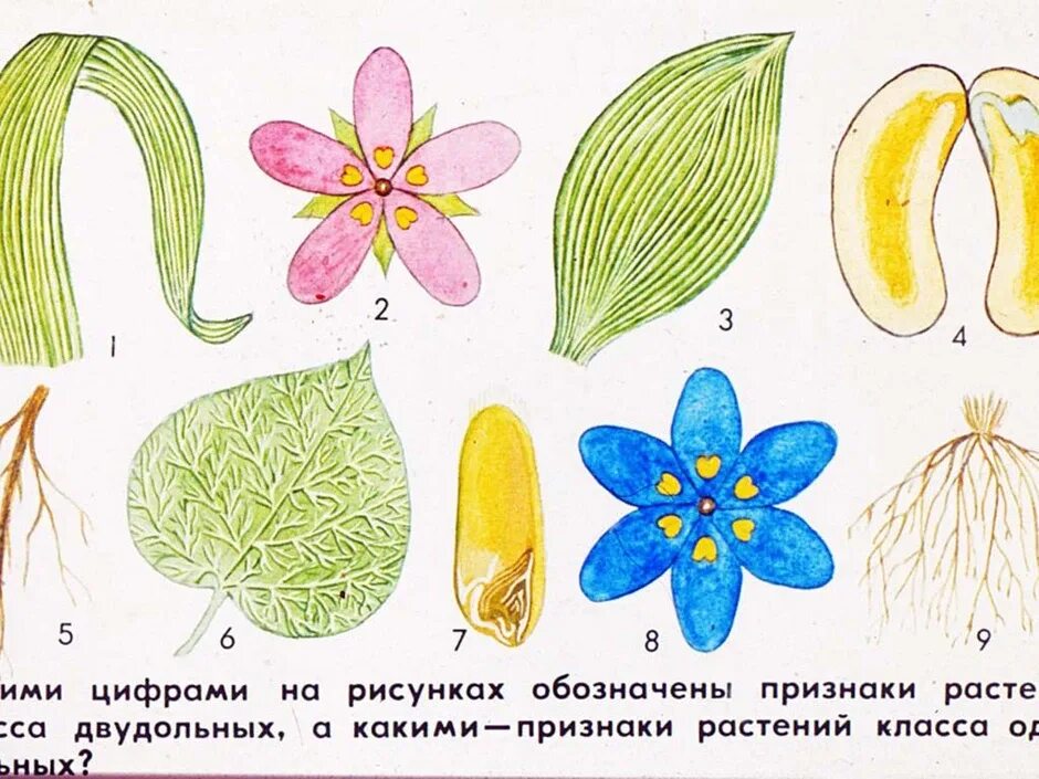 Трехчленный тип строения цветка однодольные или двудольные. Однодольных цветковых растений.. Однодольные и двудольные растения. Модели цветков однодольных и двудольных растений. С цветком двудольные растения Покрытосеменные.