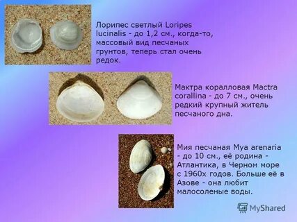 Описание ракушек