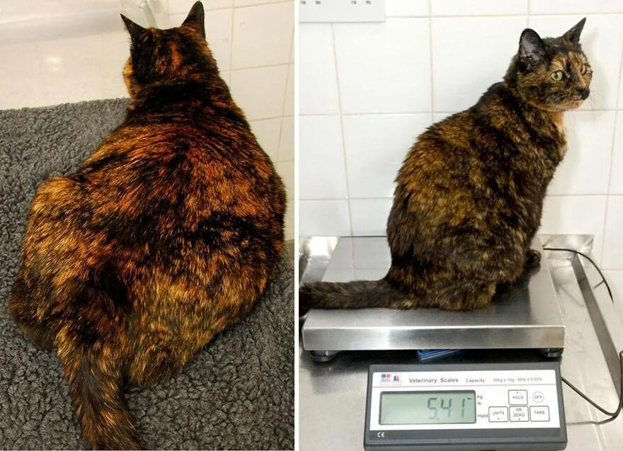 Как должен выглядеть кот. Коты с ожирением. ожиревший кот. котики с лишним весом. кошки с избыточным весом.