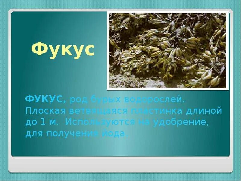 Водоросли для родов. Бурые водоросли фукус. Фукус морской дуб. Род бурых водорослей. Сообщение о водоросли фукус.