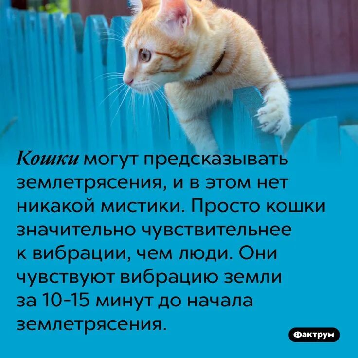 Факты о самочувствии кошек. Интересные факты о котах и кошках. Кошка предсказатель. Кот зафыркал зашипел действия кота. Кошки могут чувствовать.