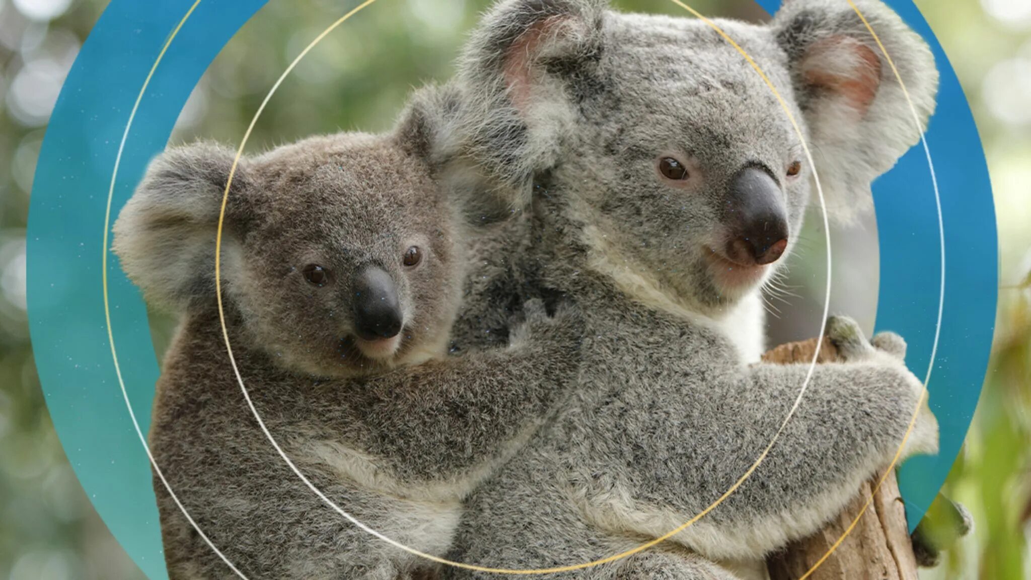 Коалы плавают. Коала сумчатое. Кенгуру и коала. Австралия кенгуру и коала. Коала на эвкалипте.