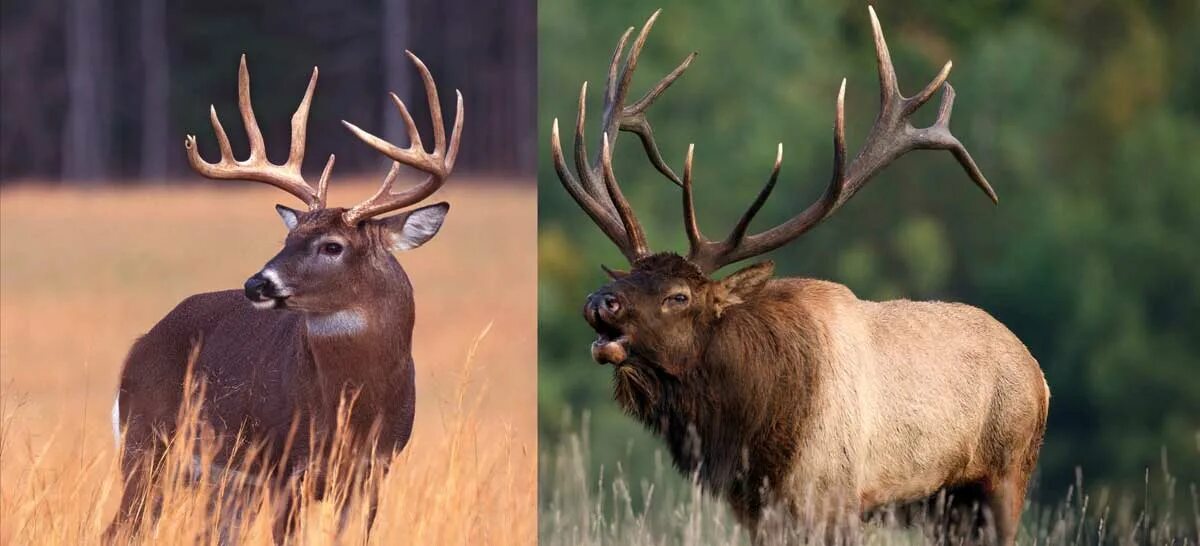Олень и лось отличия фото. Лось против оленя. олень vs лось. elk deer разница. северный олень против лося.