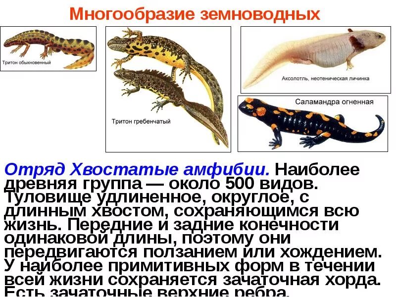 Гребенчатый тритон развитие прямое. Гребенчатый тритон личинка. хвостатые земноводные внешнее строение. тритон класс земноводные. хвостатые земноводные представители.