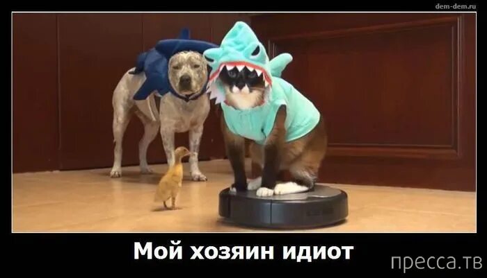 Мой хозяин идиот собаки. Мой хозяин. Штанишки у кошки. Мой хозяин идиот. Хозяин и кот идиоты.