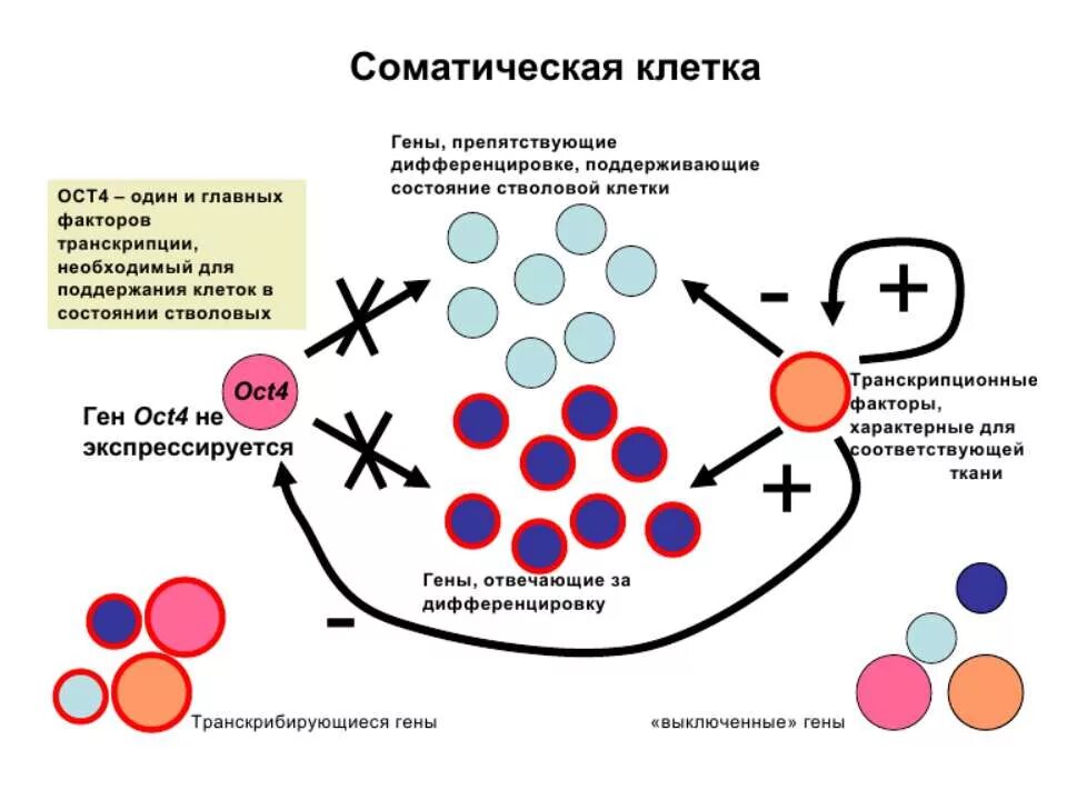 Сколько стволовых клеток. Соматические стволовые клетки. Соматические клетки в организме человека. Соматические клетки в организме человека делятся:. Соматические клетки человека на теле.