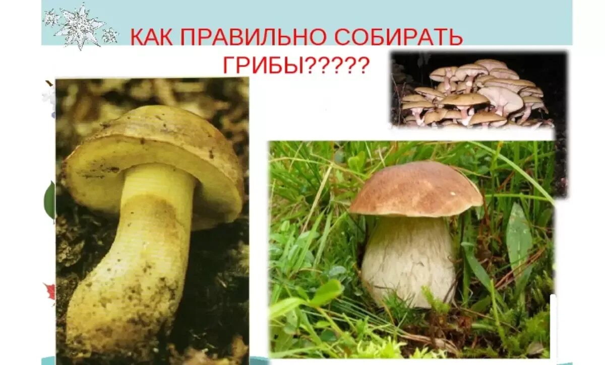 Почему грибы надо срезать. Как правильно собирать грибы. как правильно собирать грибы срезать. как правильно срезать грибы в лесу.