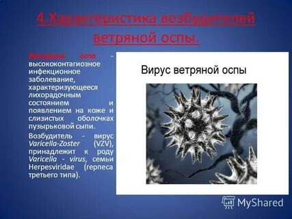 Ветряная оспа возбудитель