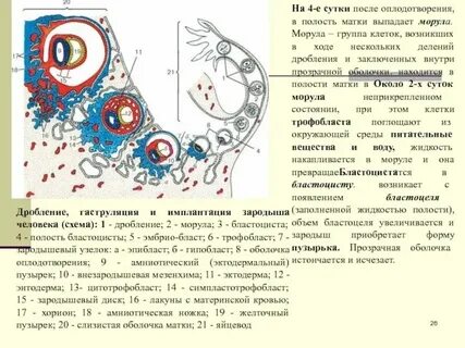 Прикрепление зародыша к стенке матки