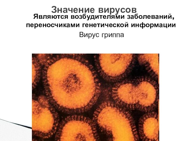 Вирус наследственная информация. Вирусы являются возбудителями. Вирусы как переносчики генетической информации. Наследственной информацией вирусов является. Значение вирусов.