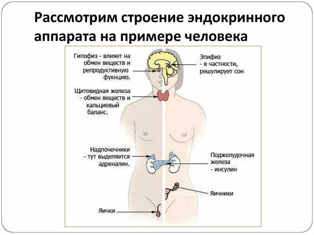 Эндокринная система человека гормоны. Эндокринная система и эндокринные железы. Эндокринная система. Роль эндокринной регуляции. Железы эндокринной системы человека анатомия. Эндокринные железы человека схема.