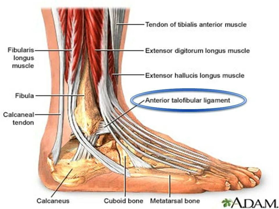 Голеностопный сустав. Мышцы голеностопного сустава анатомия. Голеностопный сустав анатомия строение связки. Сухожилия голеностопного сустава анатомия. Голеностопный сустав анатомия строение связки голеностопа.