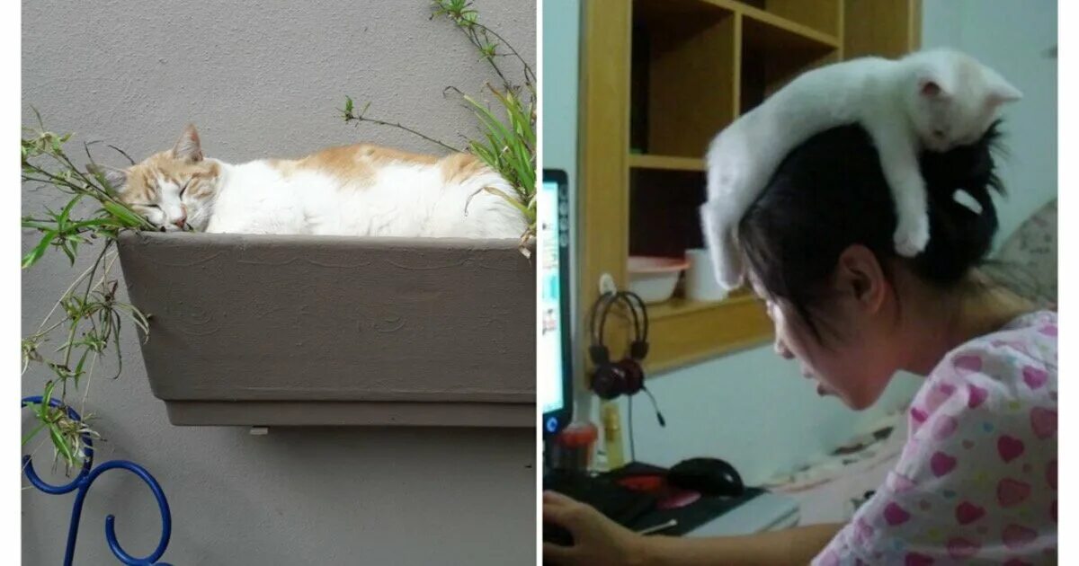 Устал 15. Кот устал от ремонта фото. кошки бабаи. котик усталый на кухне картинки.