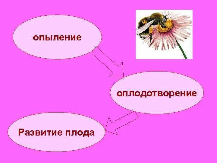 Цветение и опыление. Цветение и опыление