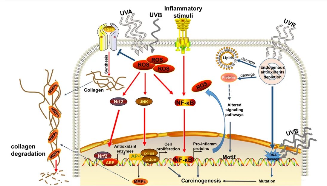 Antioxidant journal. Antioxidant mechanism. antioxidant formula and mechanism. effects of ultraviolet radiation on the immune system in humans. radiation and ros.