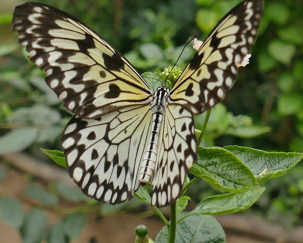 Free Images : nature, wing, flower, tropical, botany, fauna, invertebrate, monar