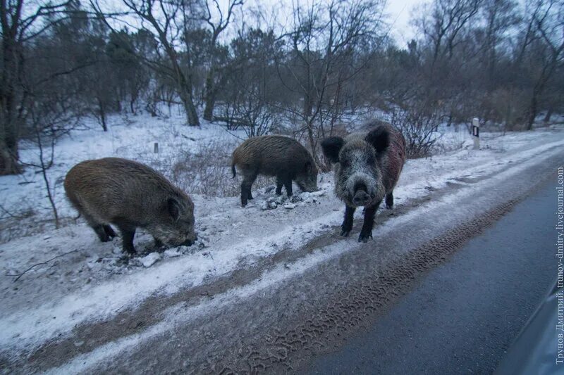 Кабан в деревне. Кабан вологодская область. Кабан поселок. Кабан поселок. Большие кабаны лаишевский район.