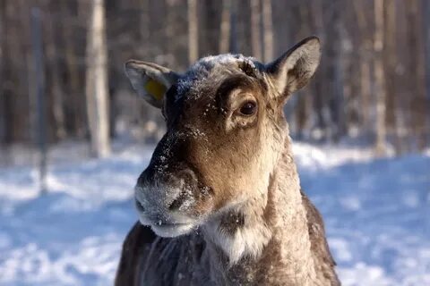 Нижегородское животное