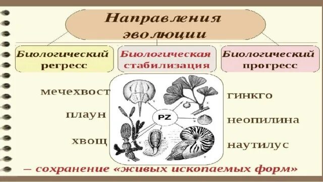 Причины биологического регресса. Биологический Прогресс и регресс. Биологический Прогресс это в биологии. Биологический Прогресс у растений. Европейский прогресс