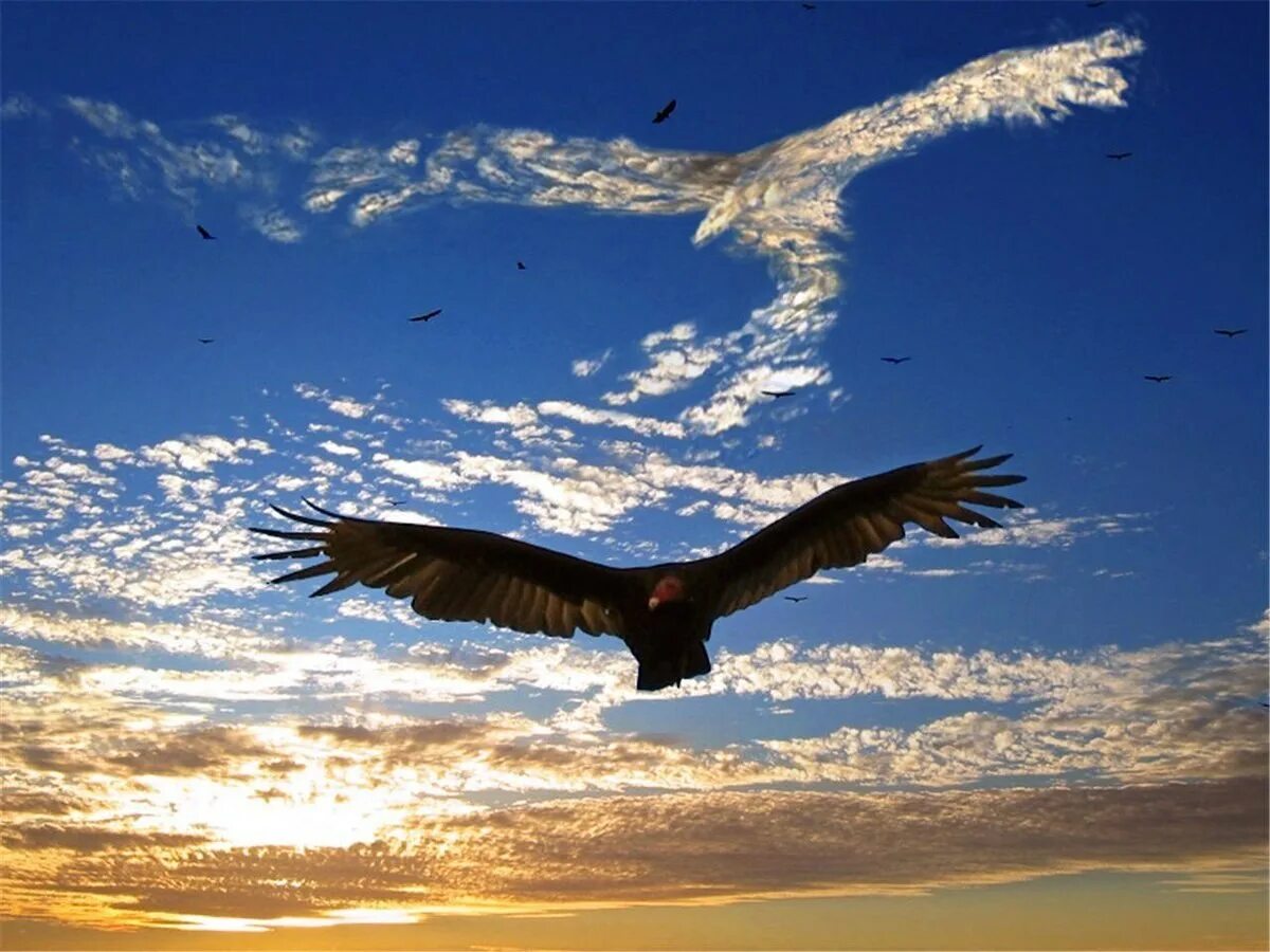 Парящий Орел. Орел парящий в небе. Полет птицы. Полёт орла.