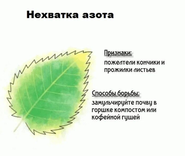 Изменение окраски листьев растений при недостатке азота. Признаки недостатка азота у растений. Дефицит микроэлементов у растений по листьям. Симптомы нехватки азота у растения.