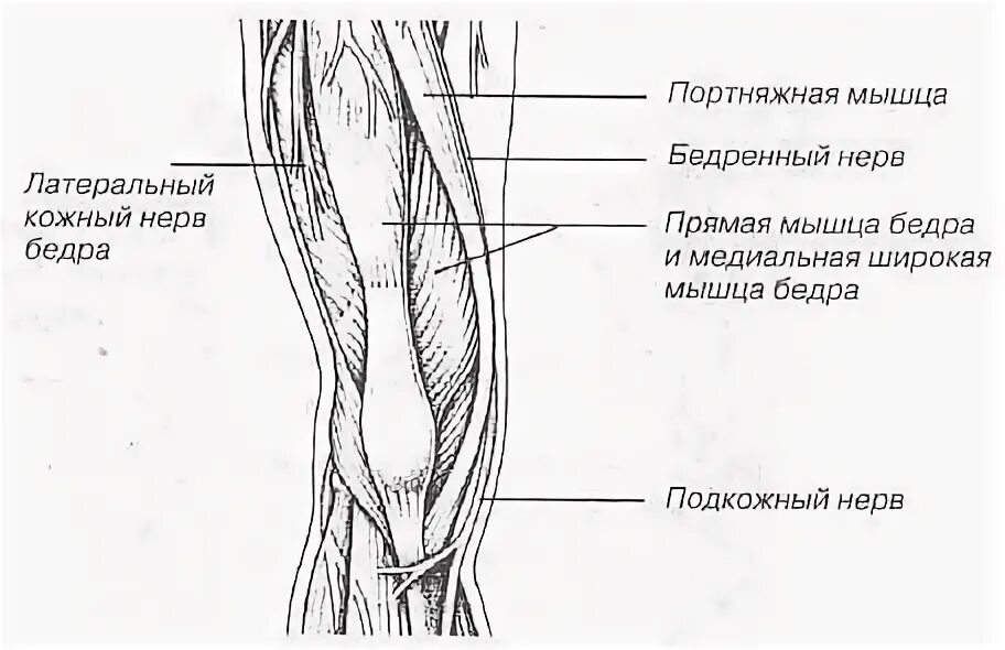 Кожно нервные. Подкожный нерв бедра. Наружный латеральный нерв бедра. Наружный кожный нерв бедра анатомия. Подкожный нерв бедра анатомия.