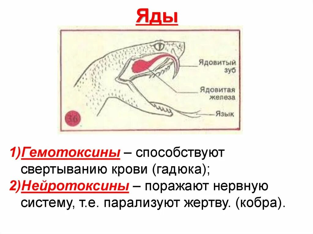 Лабораторная работа строение пресмыкающихся. Внешнее строение рептилий. внешнее строение пресмыкающихся. общая характеристика пресмыкающихся. строение кожи пресмыкающихся.