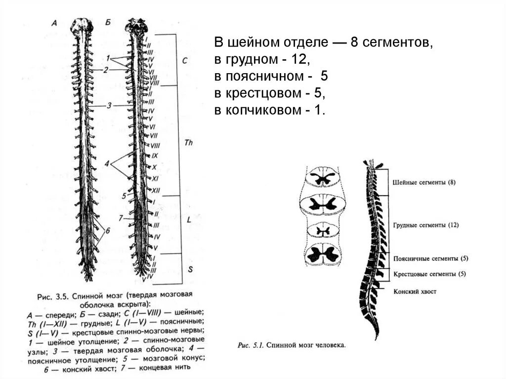 Конский хвост спинного мозга сегменты. Копчиковый отдел спинного мозга. Сегменты спинного мозга и позвонки.