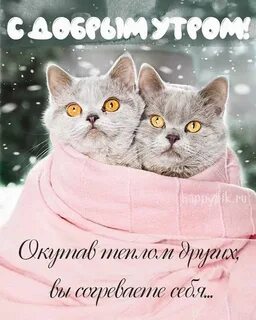 Доброго зимнего утра котики
