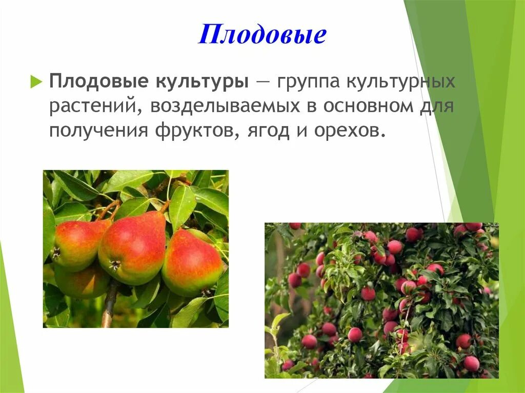 Объясните разнообразие культурных растений. Плодовые культуры. плодовые культуры растений. плодовые культуры презентация. плодово ягодные культурные растения.
