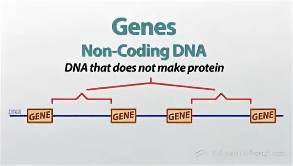 Код non. Non-coding dna.