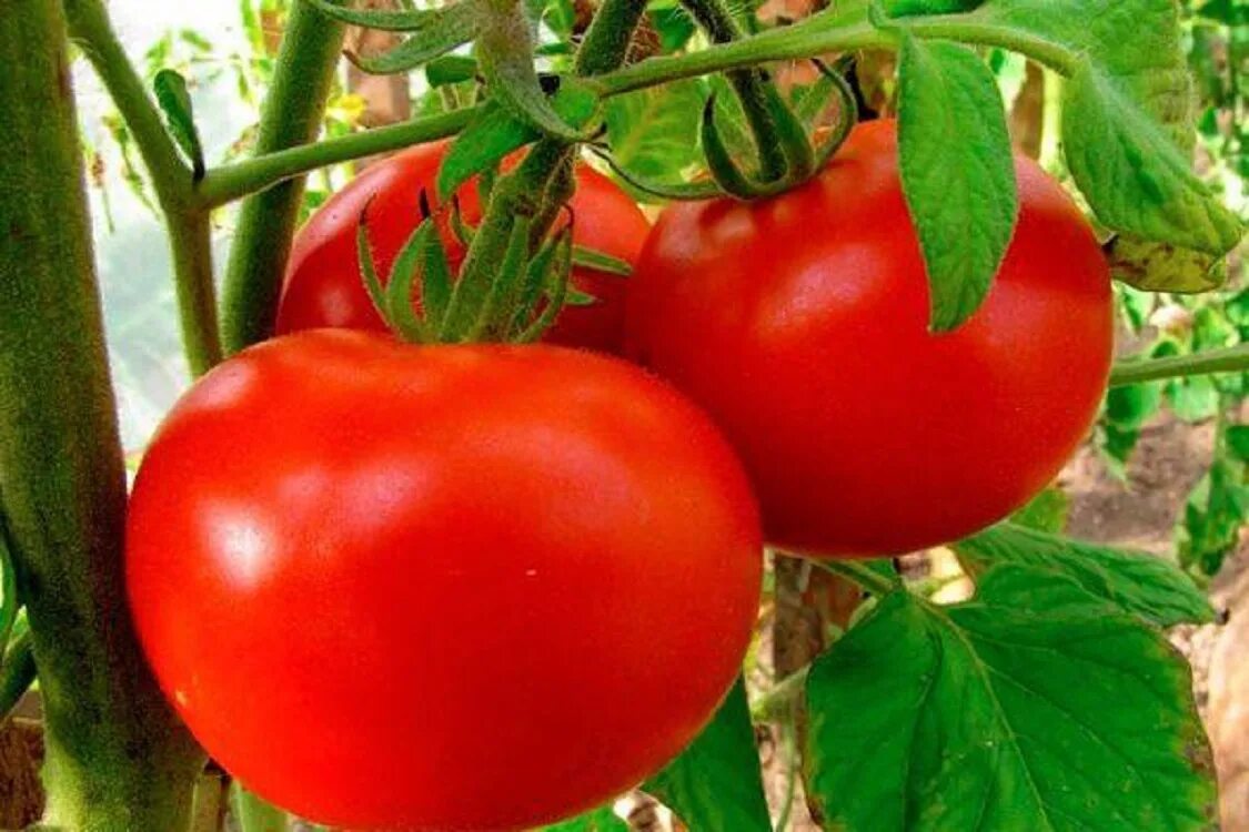 Вкусные помидоры. Командор фортуна томат. Помидоры сорт огурцы. Сорт огурцов конни. Томат евпатор f1.