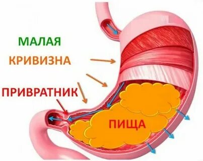 Правильная работа желудка