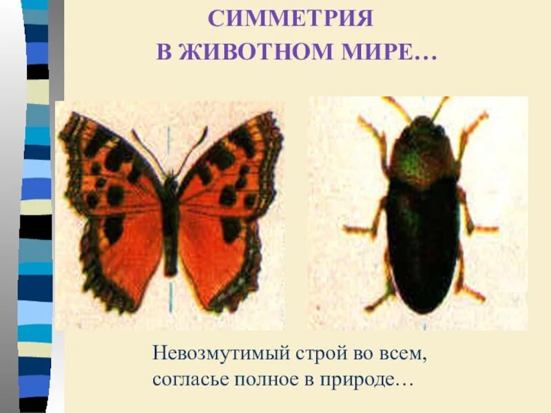 Система симметрии животных. Симметрия животных. вертикальная симметрия. симметрия животных насекомых. симметрия в мире животных.