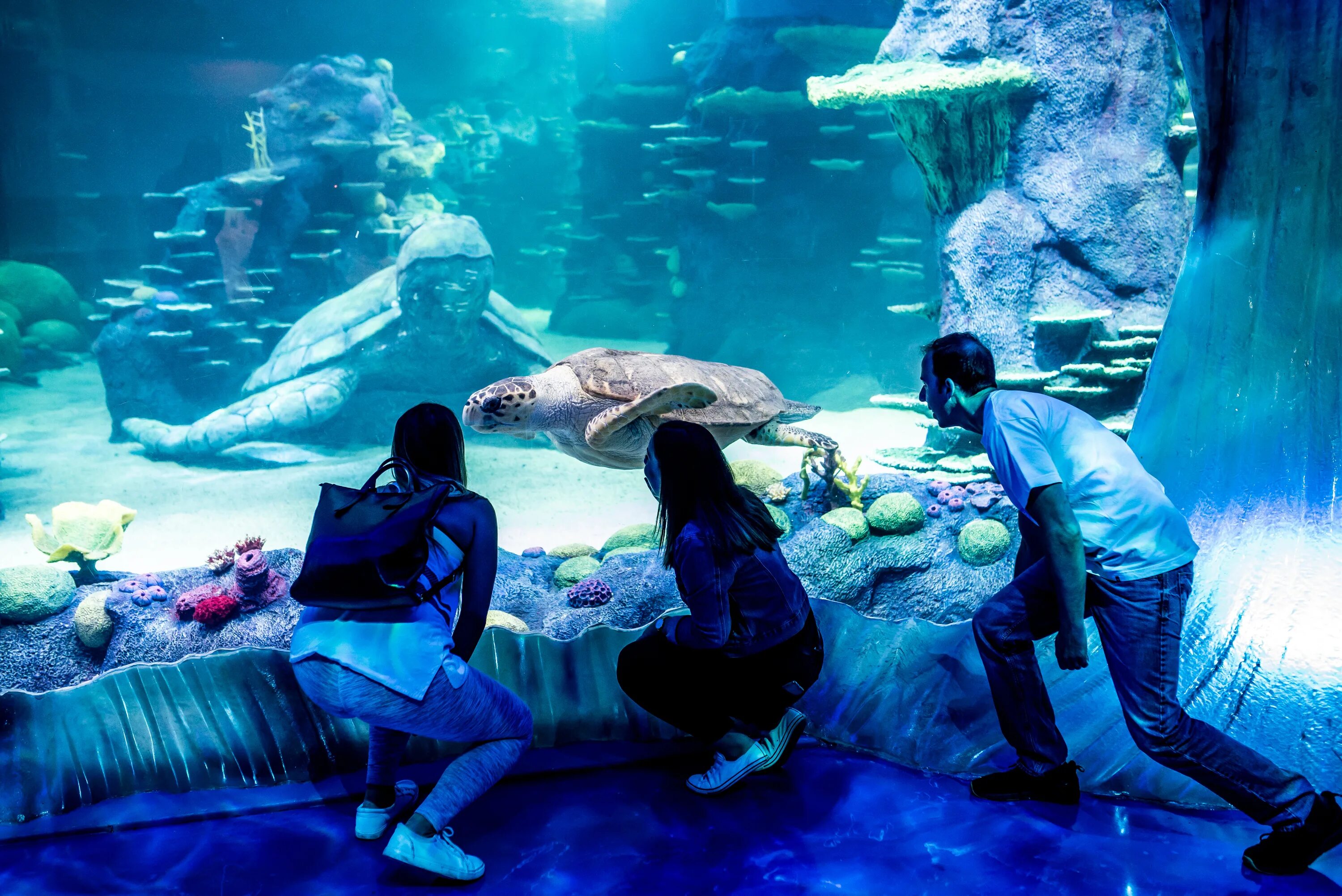 Отзыв sea life. Сиднейский аквариум Сидней. Аквариум в Сиднее Австралия. Аквариум си лайф Сидней. Сиднейский аквариум достопримечательности Австралии.