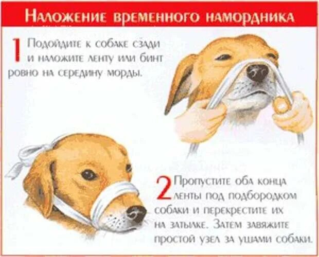 Экстренная помощь животным