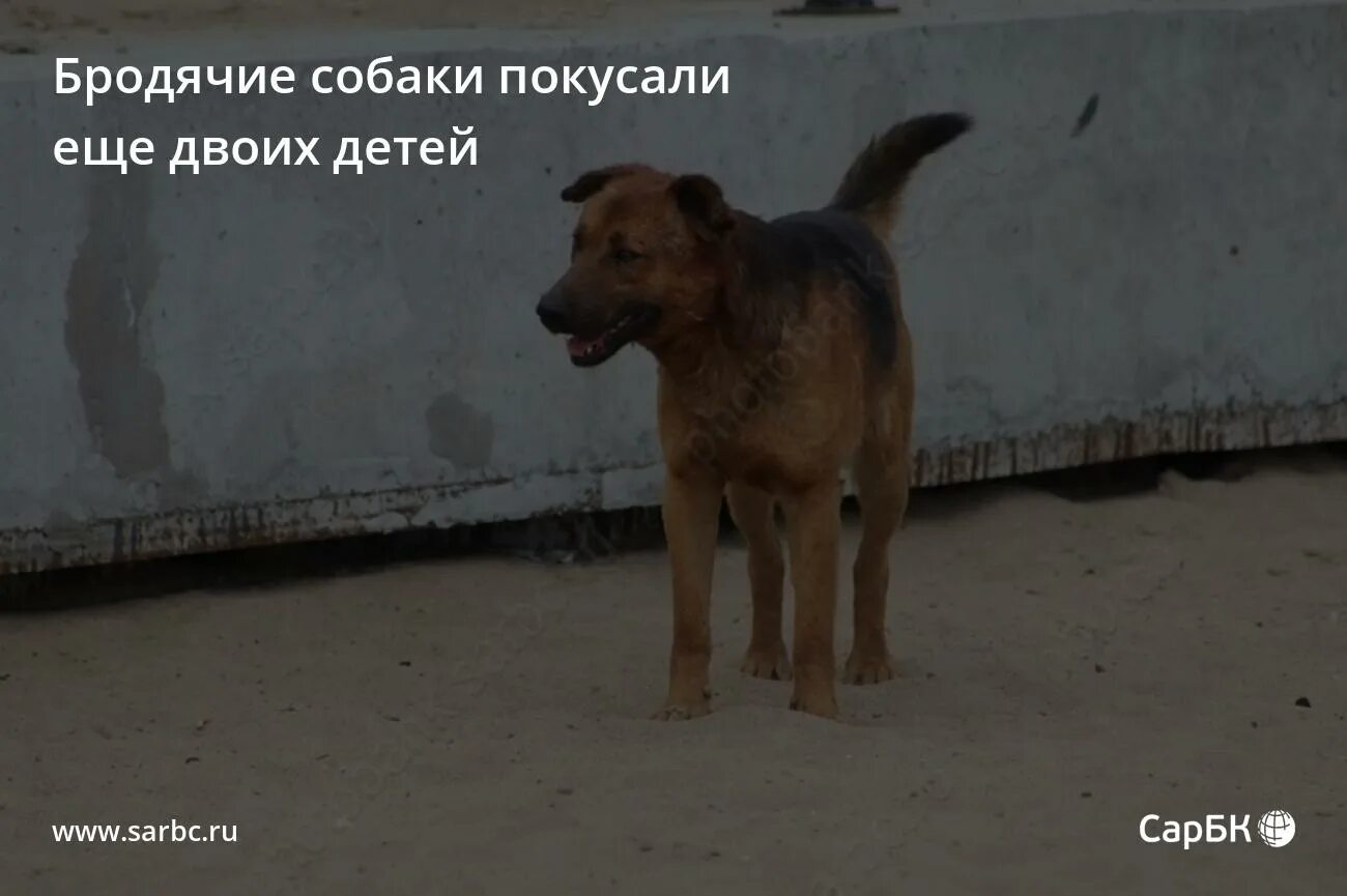 Покусала бродячая собака. Покусала бродячая собака. Покусала бродячая собака. Бродячие собаки фото. Бездомные собаки кусают.