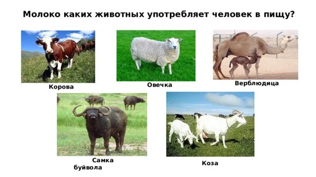 В пищу употребляют молоко животных. В пищу употребляют молоко животных