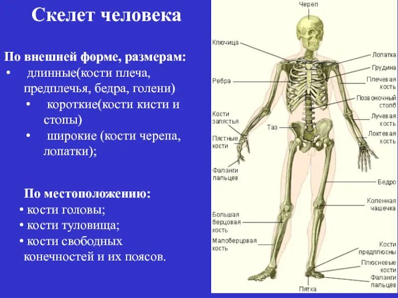 Скелет человека фото с описанием костей. Скелет человека предплечье. Внешнее строение скелета человека. Часть скелета предплечья.