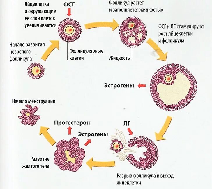 Сколько фолликулов у женщины. Фазы созревания яйцеклетки схема. Стадии развития фолликула схема. Стадии созревания фолликула. Фазы цикла созревания фолликулов.