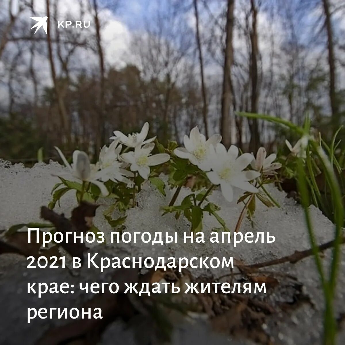 Когда придет тепло в центральную. Будет. Теплый. Апрель. На. Краснодарский край.