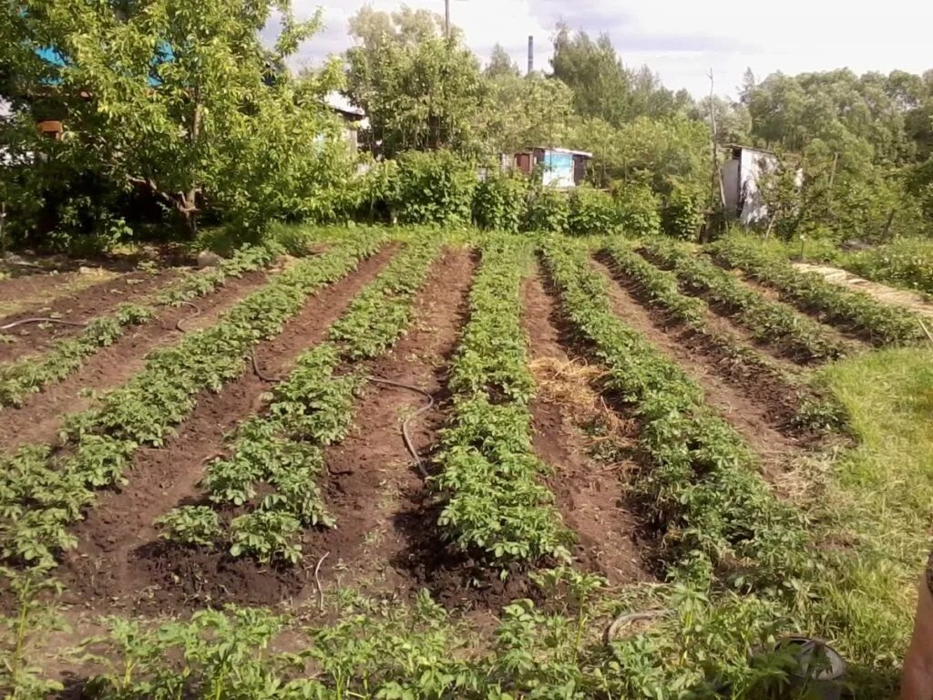 Огород засадила картофелем. Огород засадила картофелем. Огород засадила картофелем. Картошка на даче. Огород засадила картофелем.