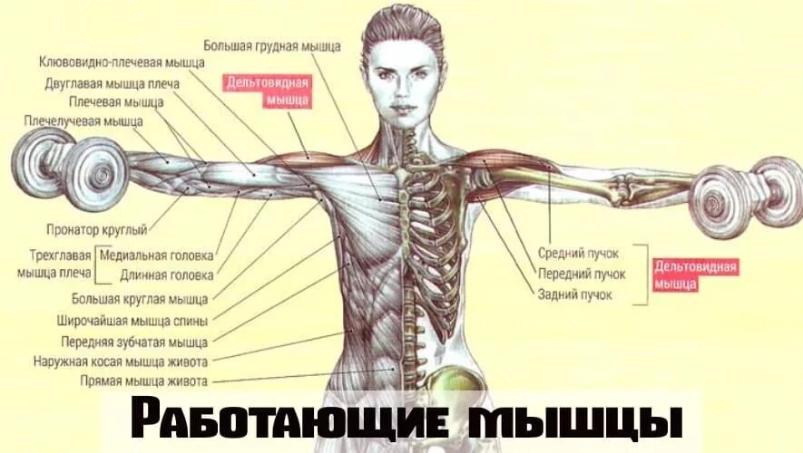 Мышцы поднимающие руку встопону. Отведение руки в сторону мышцы. Махи в стороны мышцы. Разведение гантелей в стороны мышцы. Через какое плечо нужно