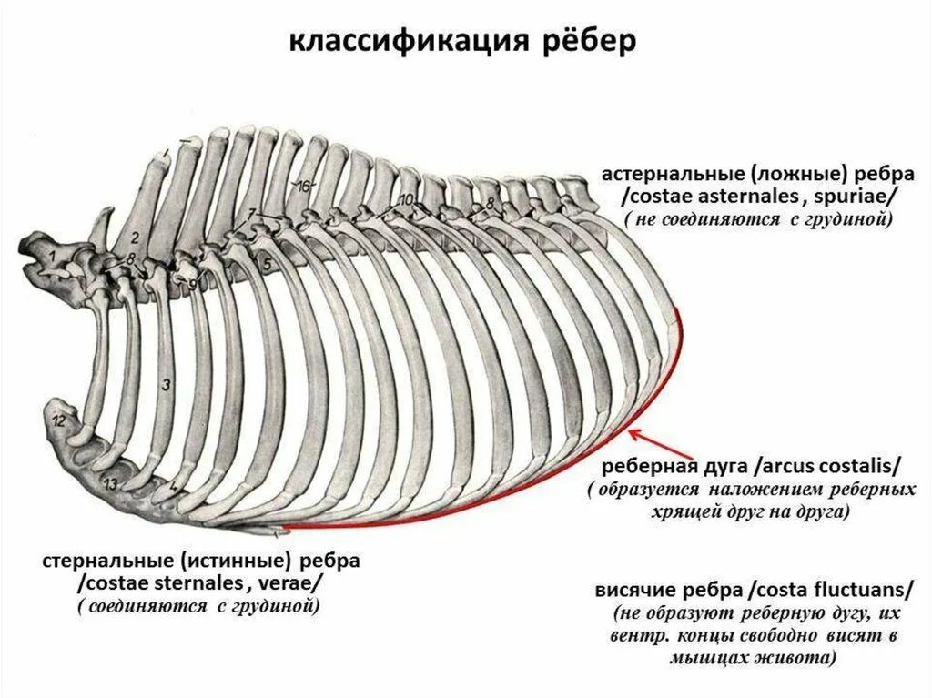 Определи по рисунку сколько ребер имеет. Грудная клетка коровы анатомия. Строение ребра лошади. Строение грудной клетки КРС. Строение ребра КРС.