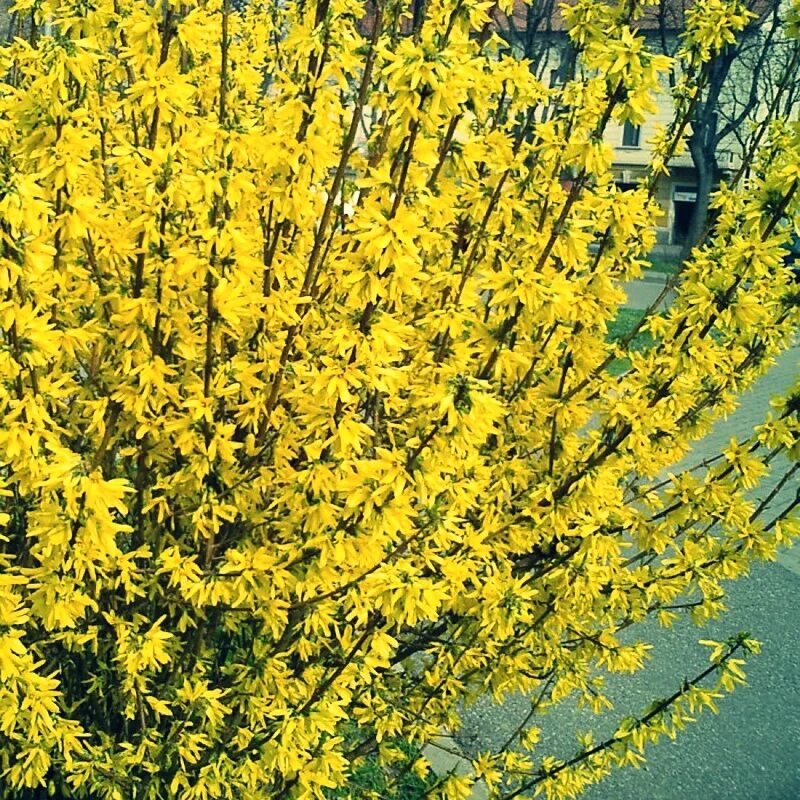 Кусты цветущие весной название желтыми. Форзиция промежуточная Беатрикс Фарранд. Форзиция Линвуд. Форзиция промежуточная Голдзойбер. Форзиция Спектабилис.