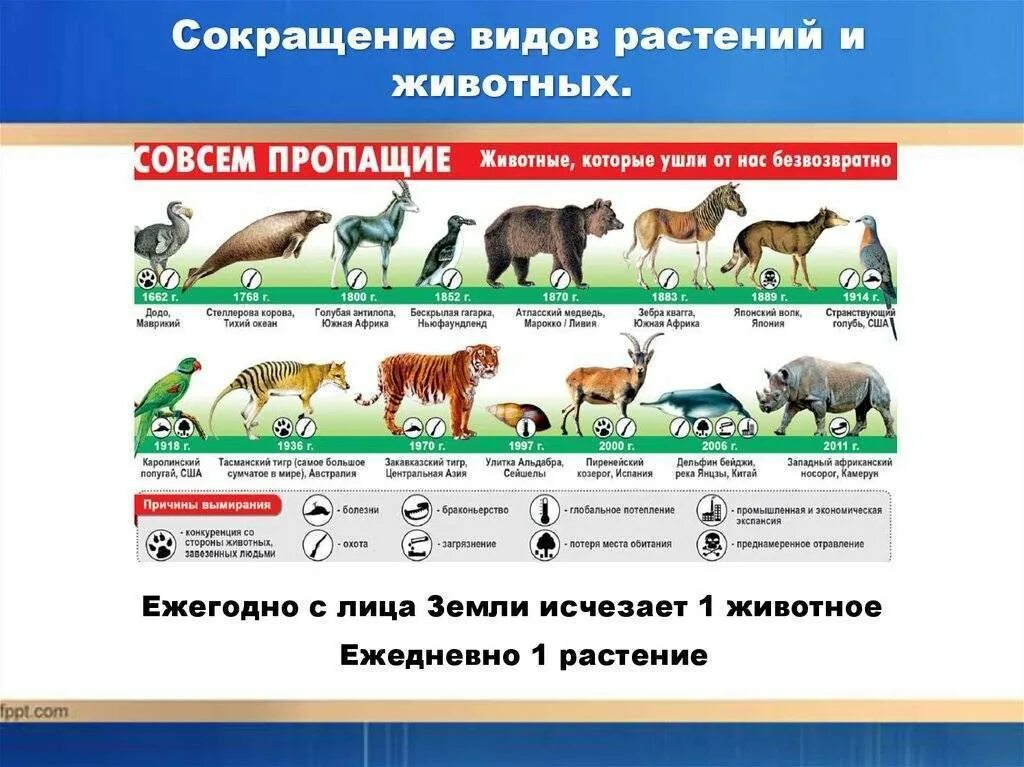 Количество видов животных и растений. Сокращение видов животных. исчезновение видов животных и растений. вымирание видов животных и растений. сокращение численности видов растений и животных.