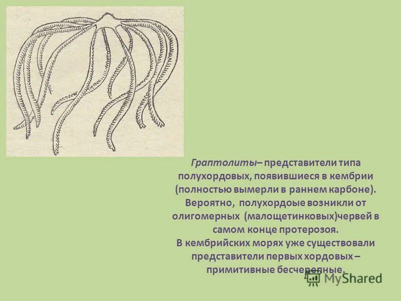 Граптолиты силур. Силурийский период граптолиты. Граптолиты ордовик. Граптолиты. Граптолиты силур.